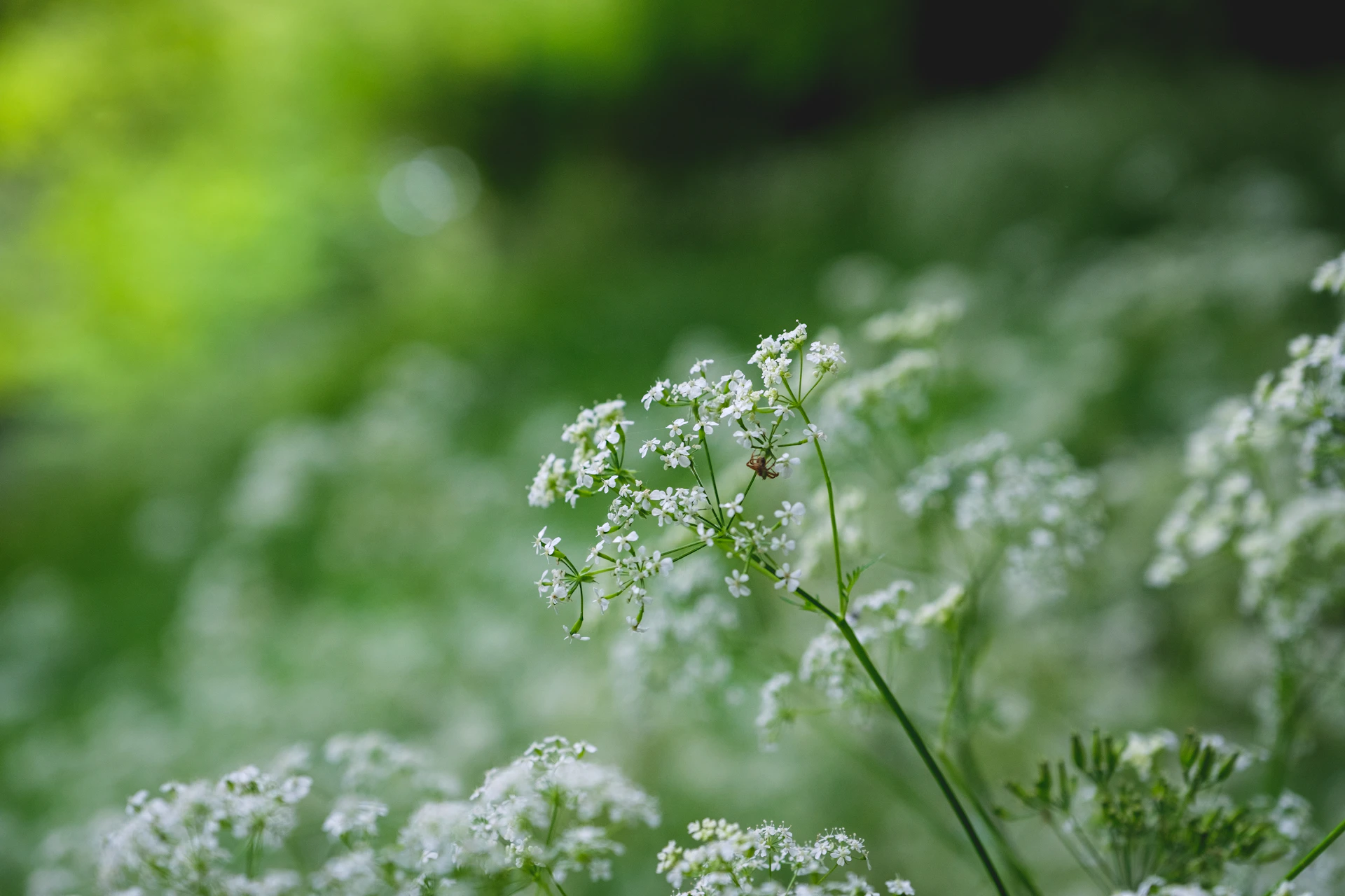 white flowers in tilt shift lens