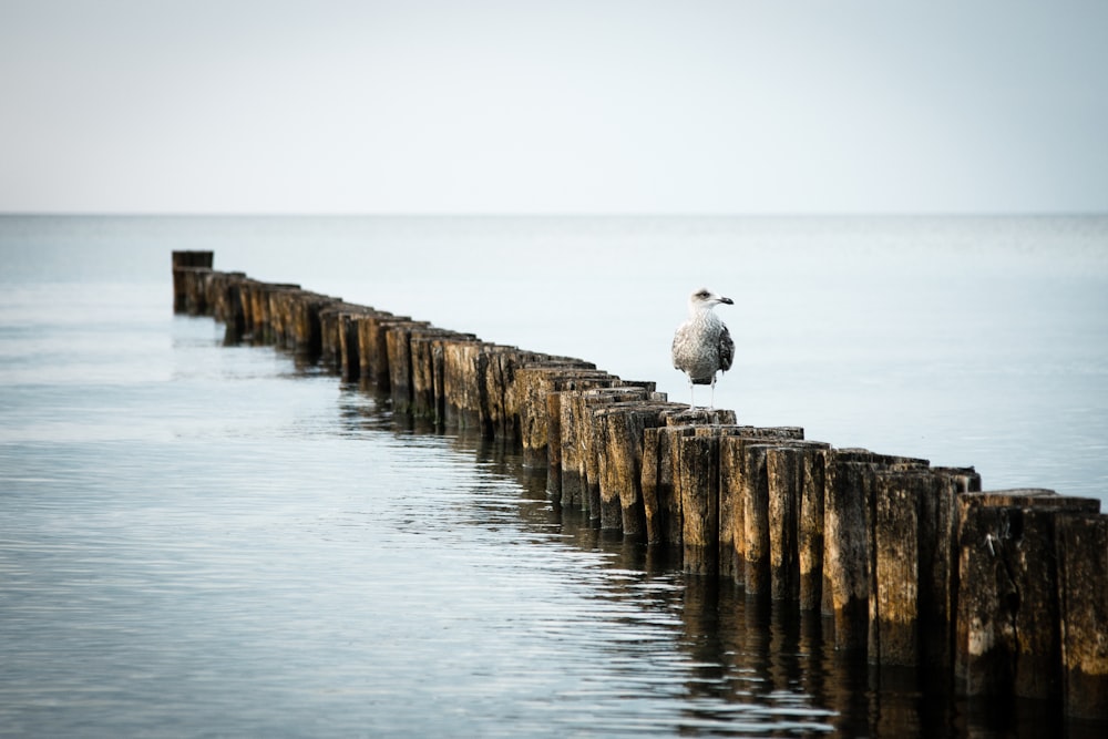 oiseau blanc et gris sur le quai en bois brun pendant la journée