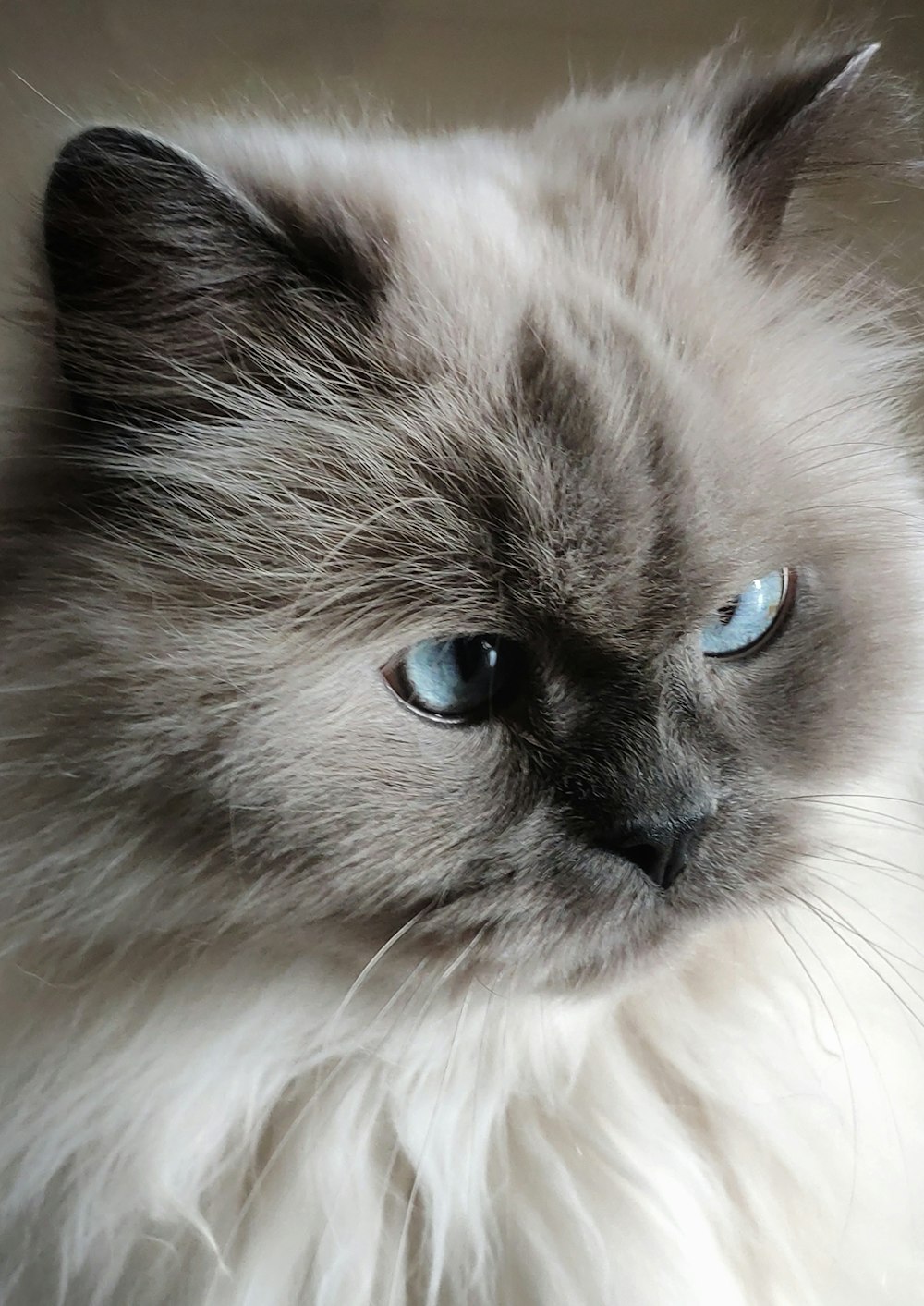 brown and white long fur cat