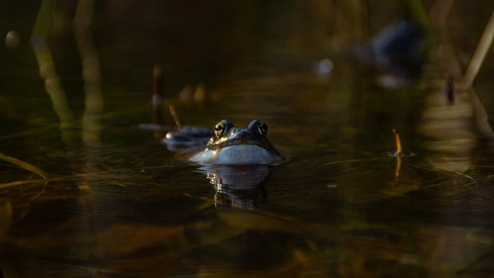 green frog on body of water