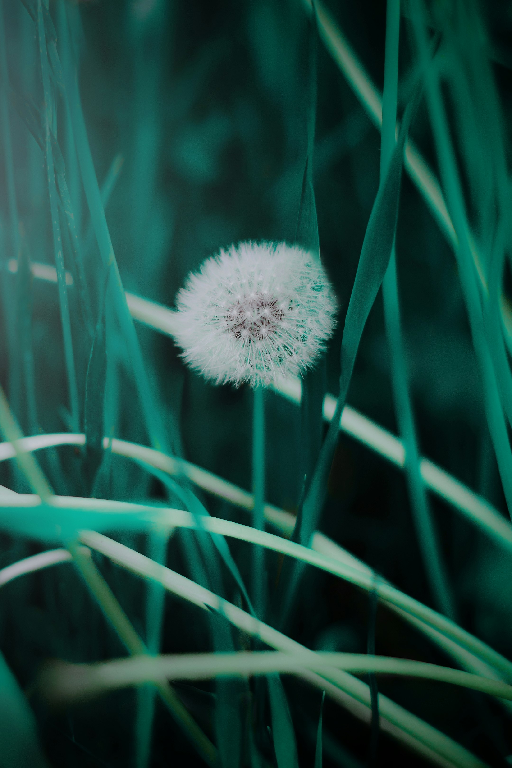 white dandelion in close up photography