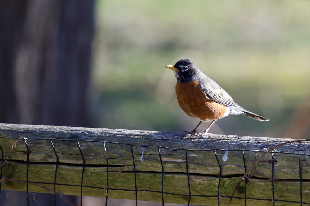 brown and black bird on brown wooden fence during daytime