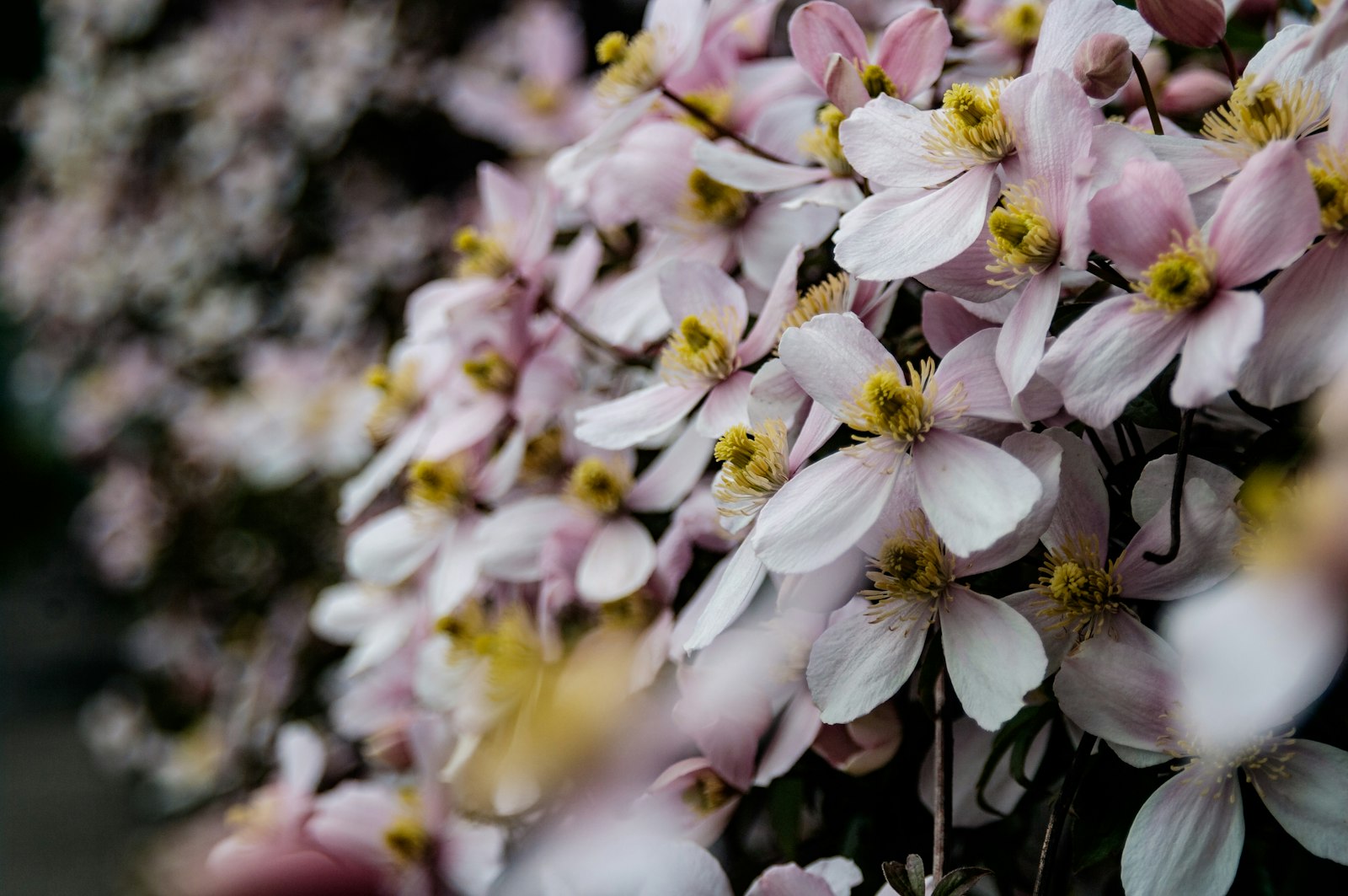 smc PENTAX-F 35-80mm F4-5.6 sample photo. White and purple flowers photography