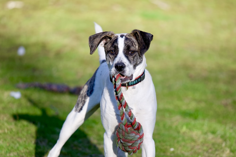 white and black short coated dog on green grass field during daytime