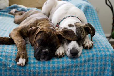a couple of dogs laying on top of a bed