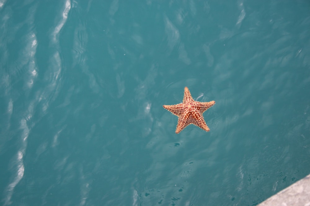 Estrella de mar amarilla en el cuerpo de agua