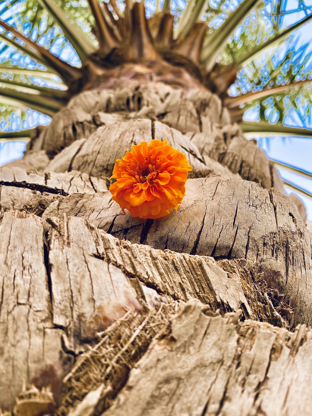 orange flower on brown tree trunk