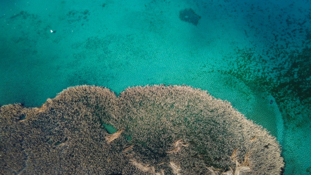 green and brown coral reef