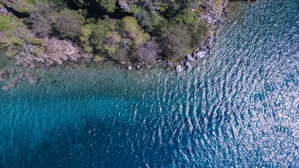 aerial view of green trees beside body of water during daytime