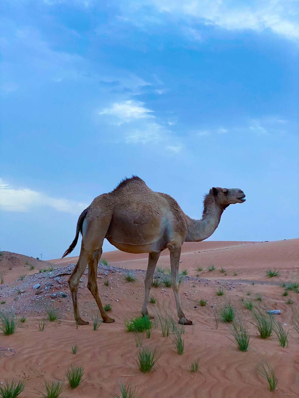 brown camel on desert during daytime