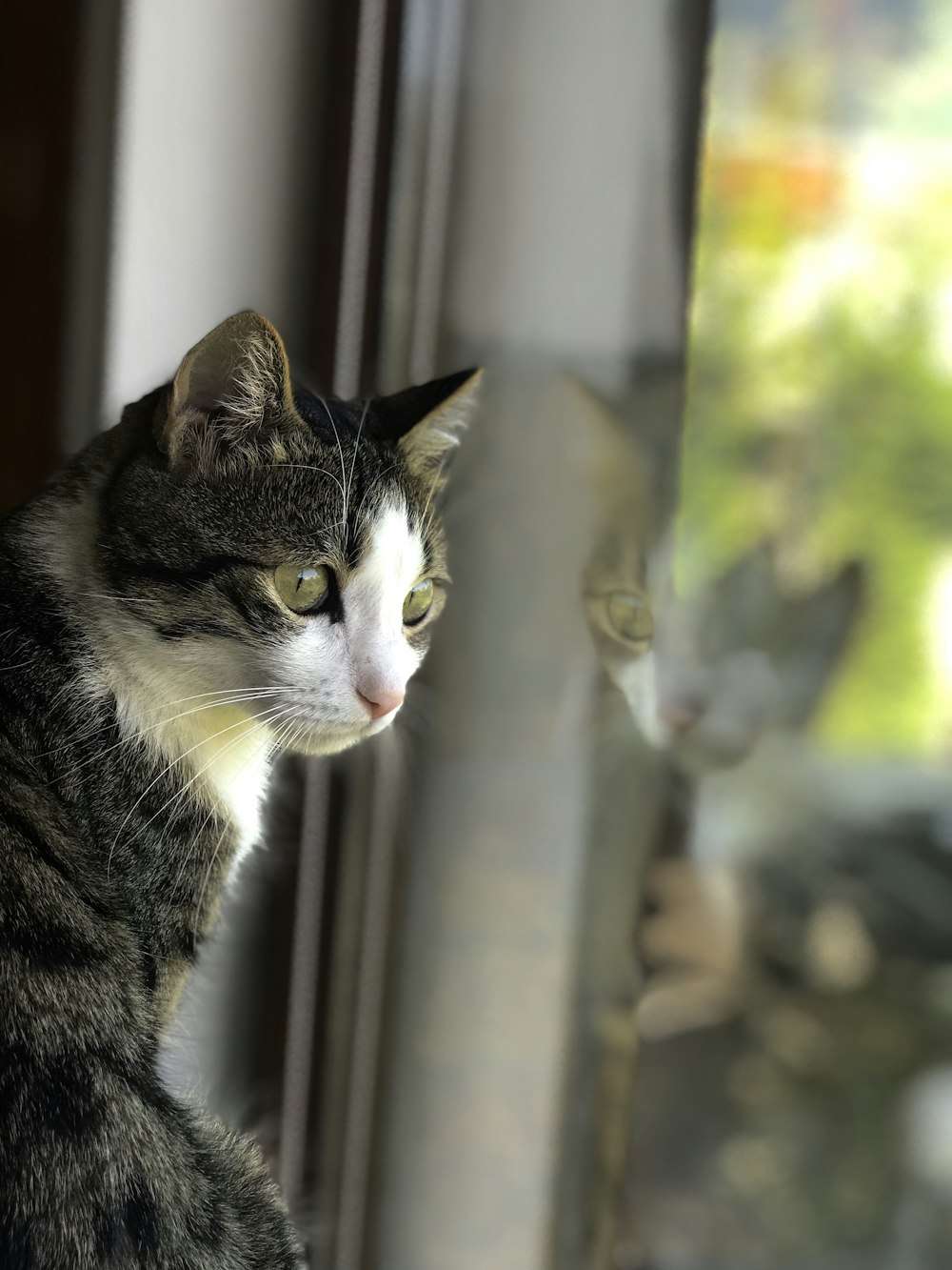 black and white cat looking at the window