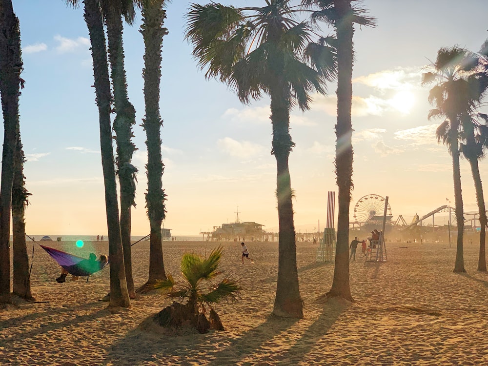 green palm tree on brown sand during daytime