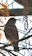 Close-up of a robin perched on a branch, showcasing soft pastel textures.