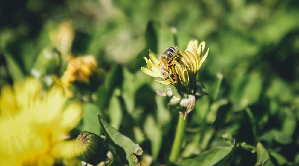 yellow and black bee on green flower