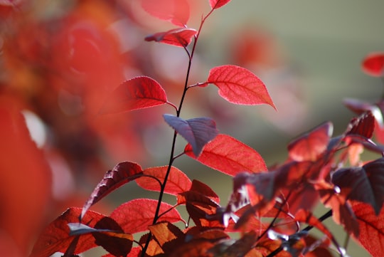 red leaves in tilt shift lens in Szeged Hungary