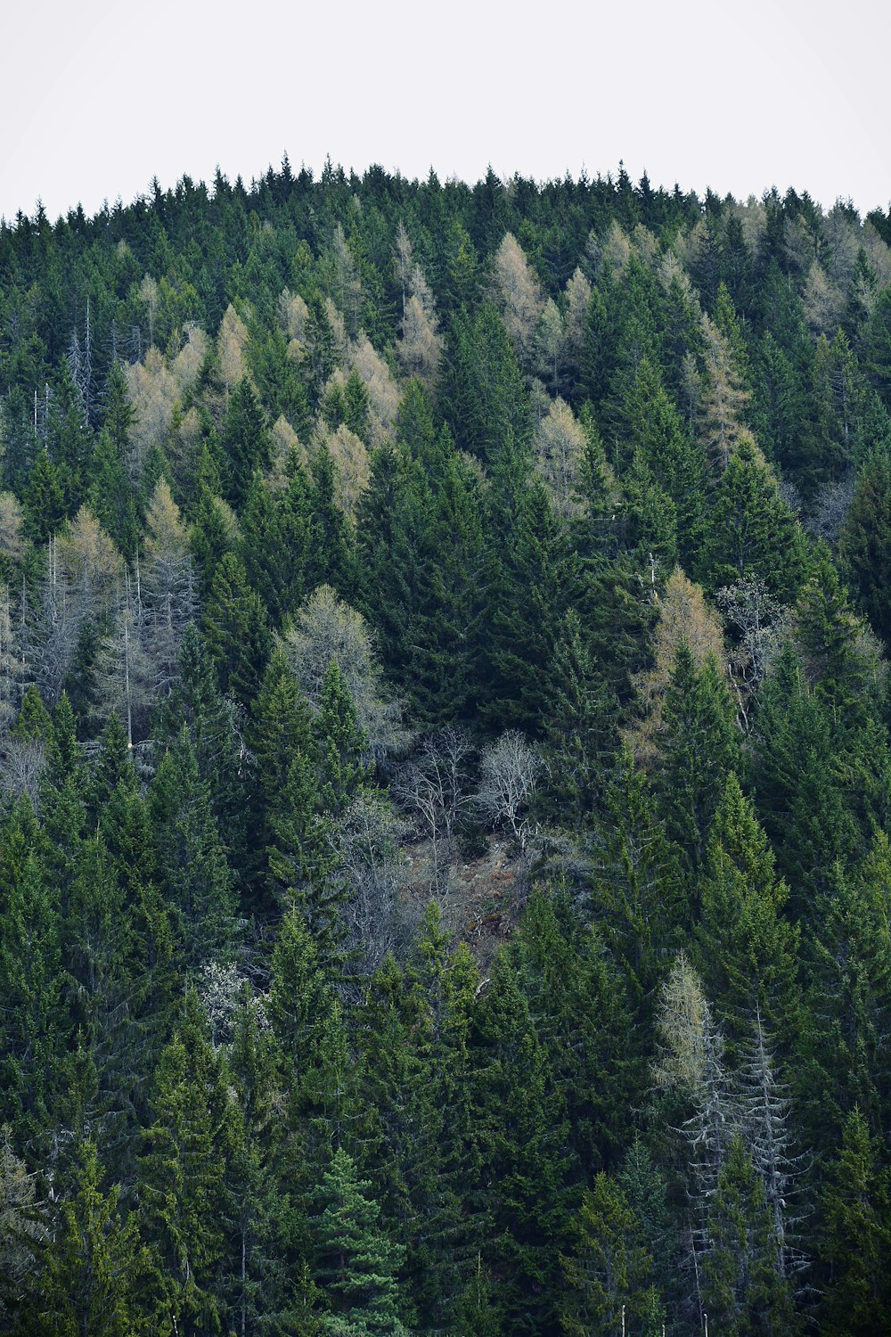 pinos verdes en la montaña durante el día
