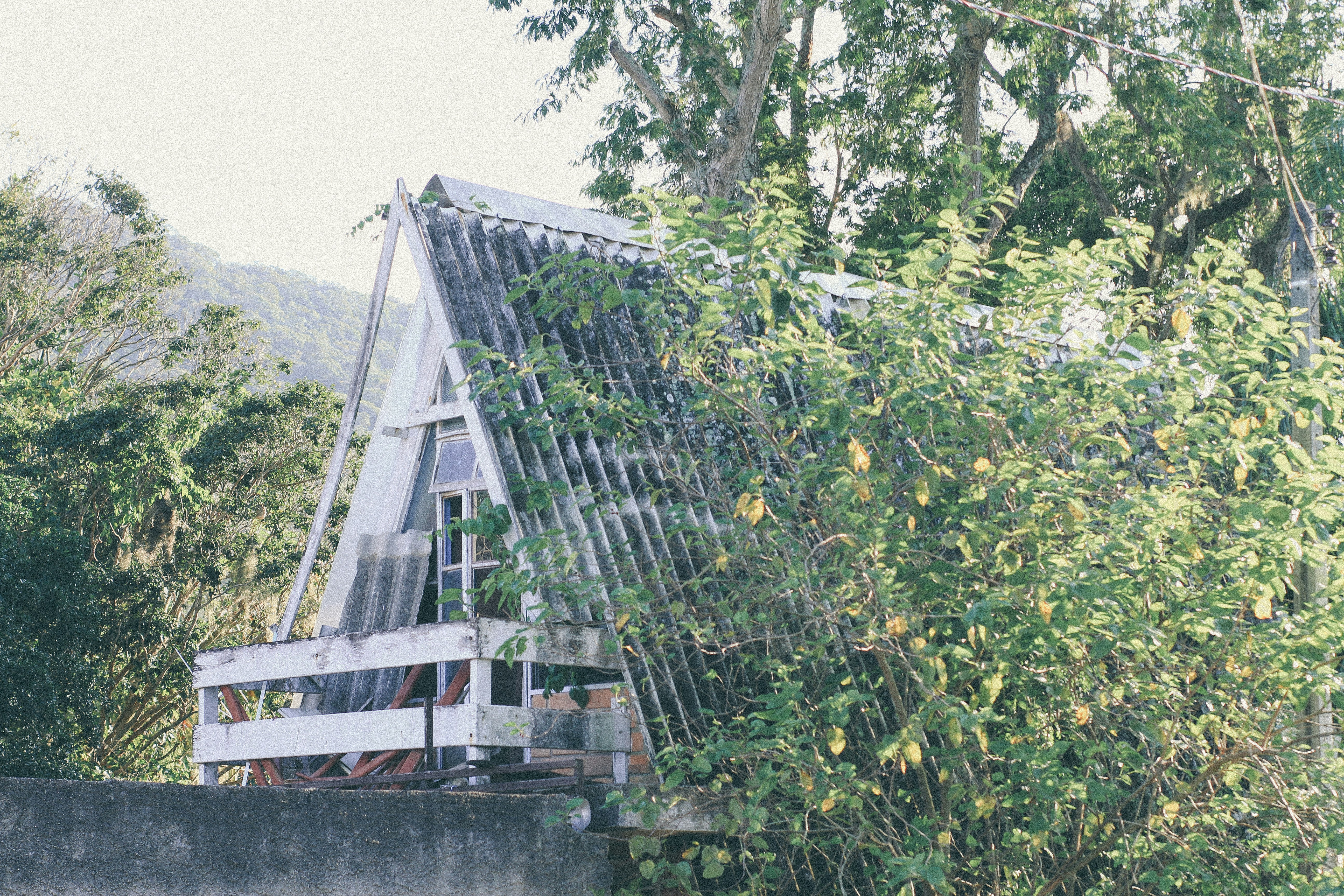 Stop image for Lowcountry to Blue Ridge: 3-Day Spring Road Trip - green leaves on gray wooden bridge -  in Southeast USA - Photo by william f. santos on Unsplash
