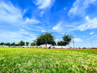 A vibrant green lawn stretches across the foreground, bordered by a line of trees. A bright blue sky with wispy white clouds fills the background. Several people are visible, relaxing and sitting on the grass near the trees. Light poles and a few distant cars are also visible in the scene.