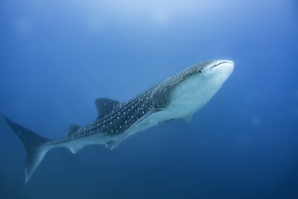 1K+ Whale Shark Pictures | Download Free Images on Unsplash