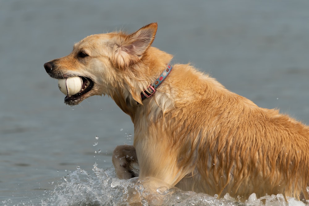 golden retriever running on water during daytime