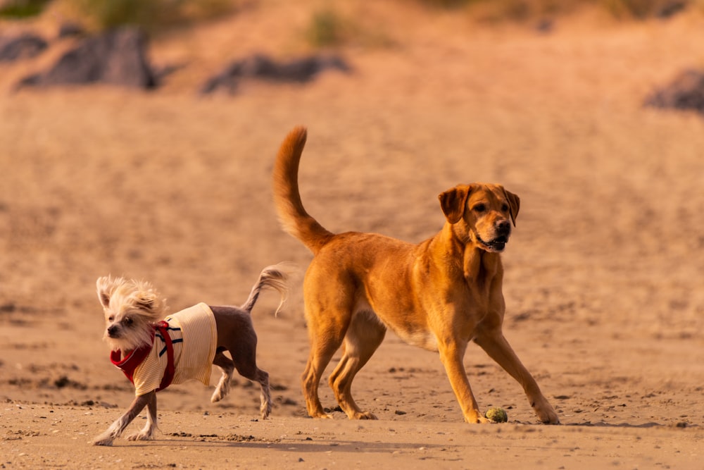 brown short coated dog with white and black puppy on brown sand during daytime