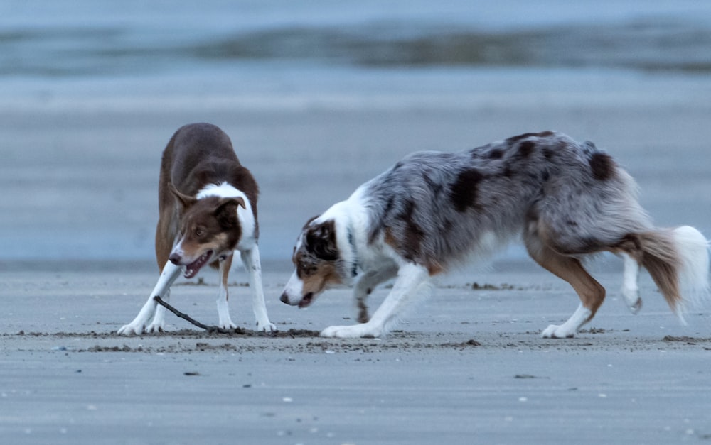 brown and white short coated dog running on snow covered ground during daytime