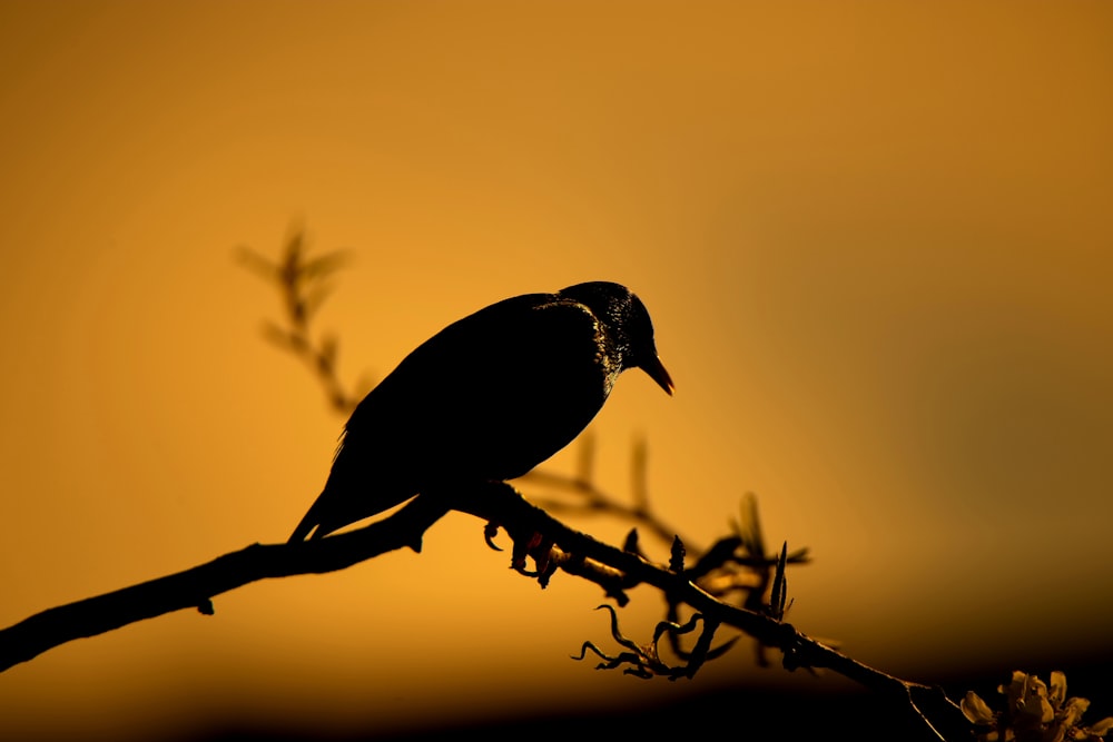 black bird perched on tree branch