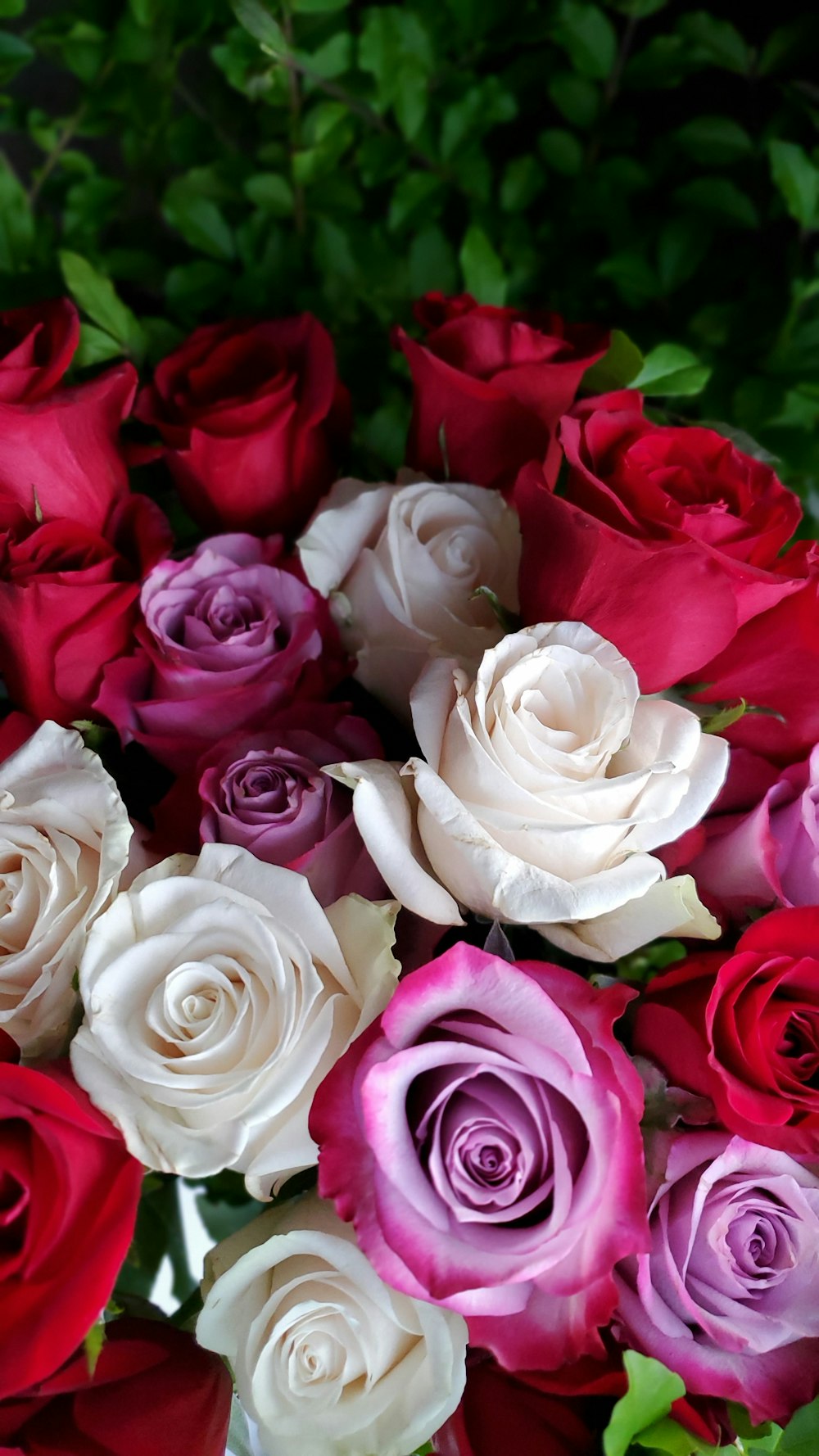 Rosas rosadas en fotografía de primer plano