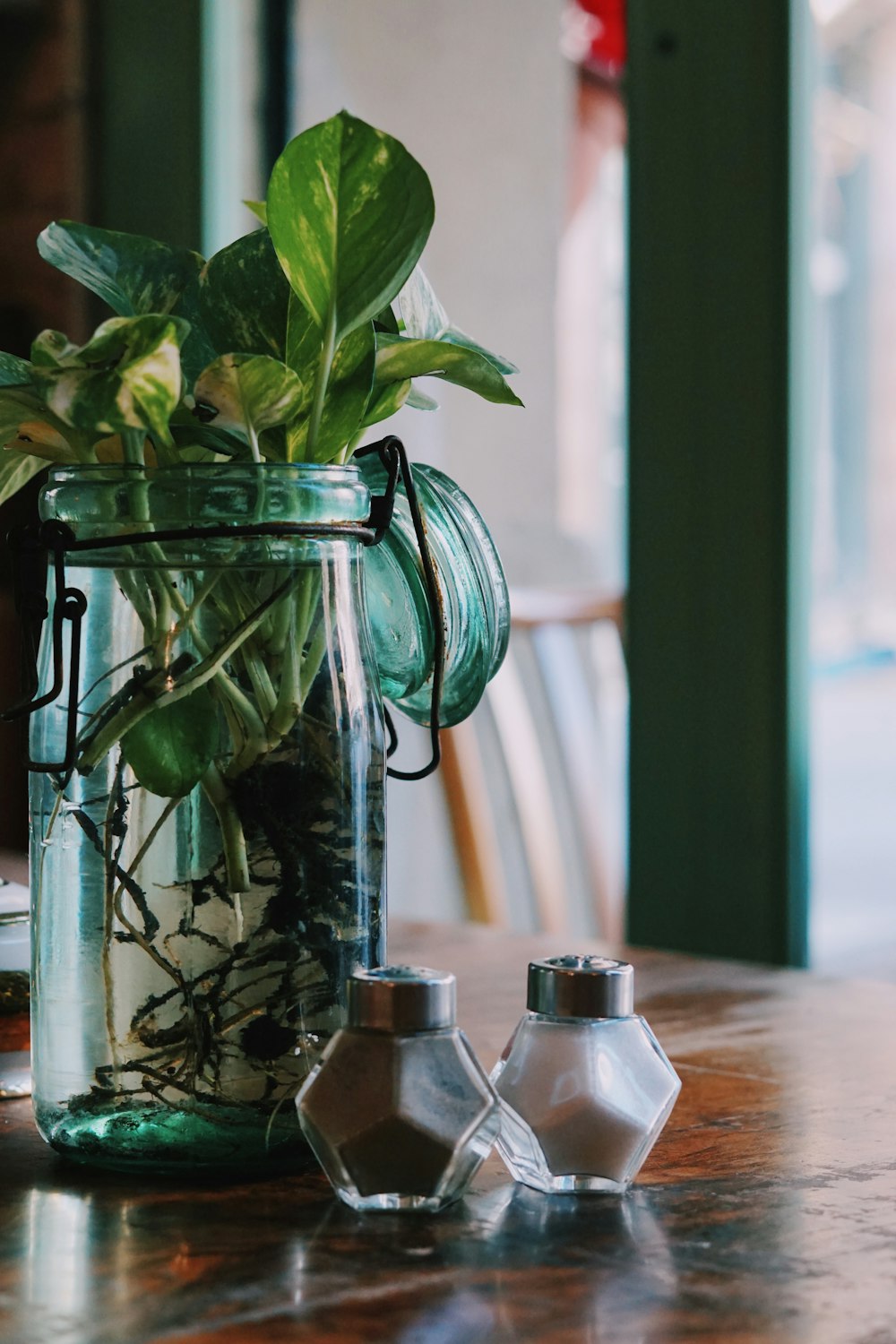 green plant in clear glass vase