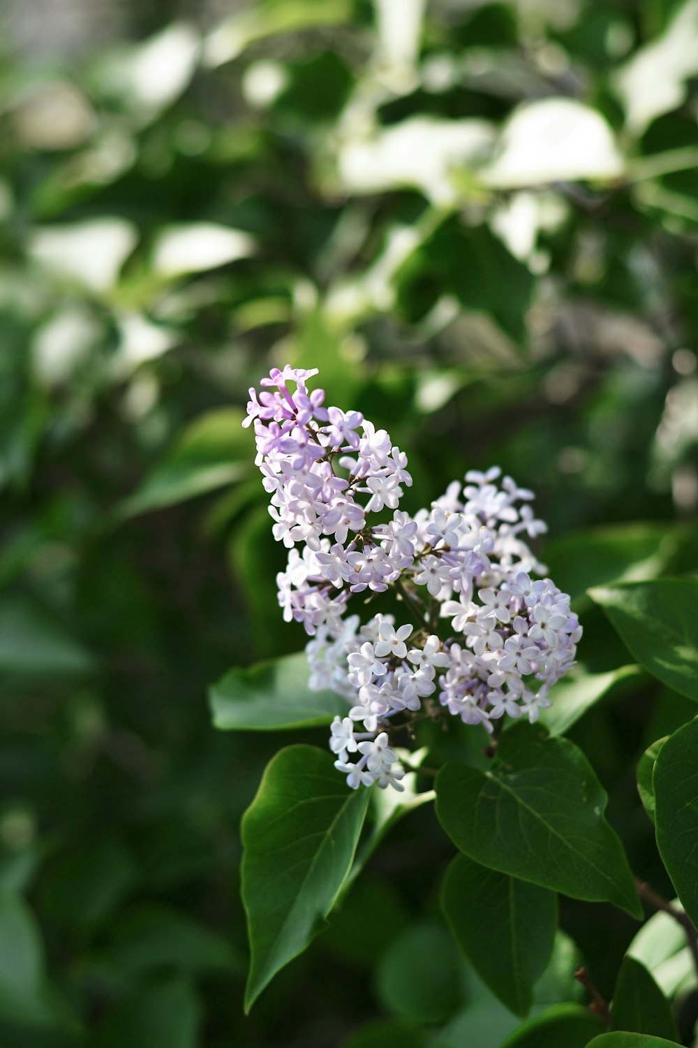 purple and white flower in tilt shift lens