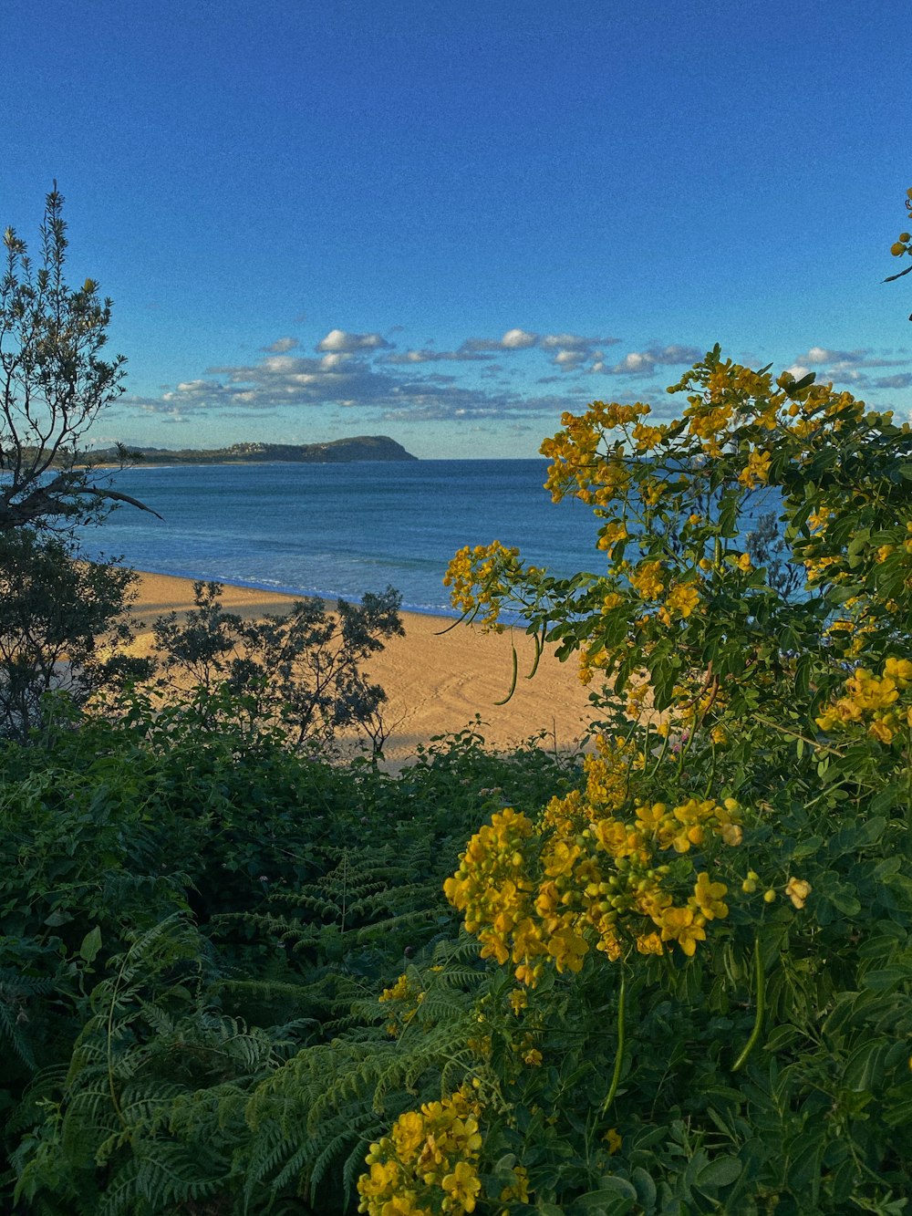 green trees near body of water during daytime