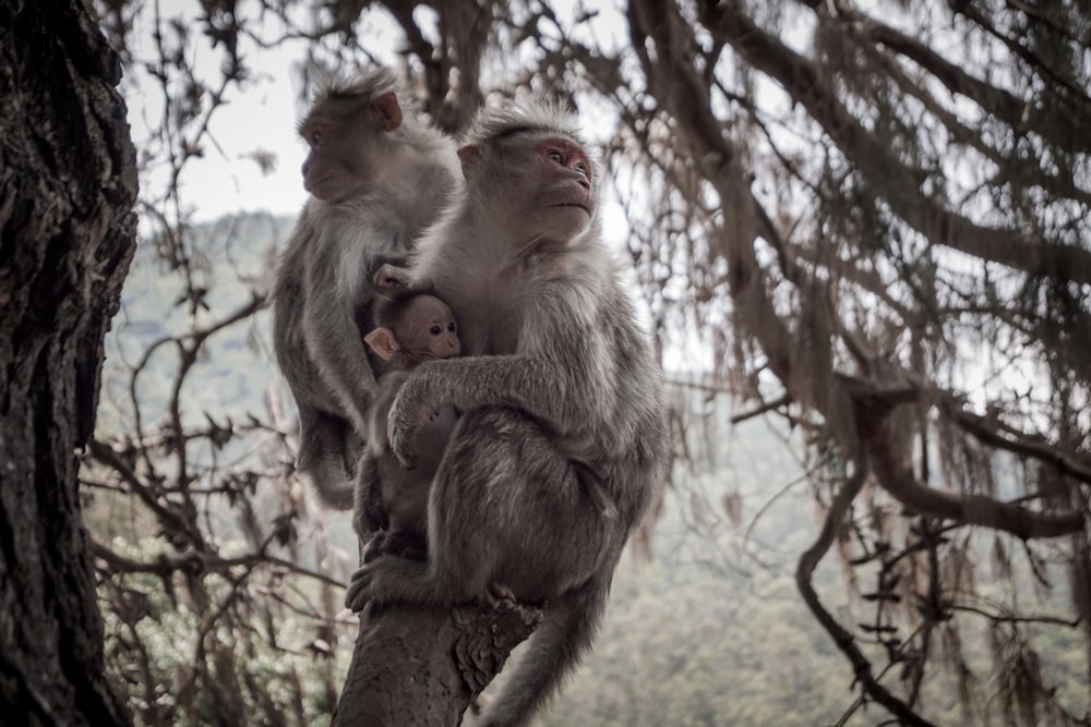 monkey sitting on tree branch during daytime