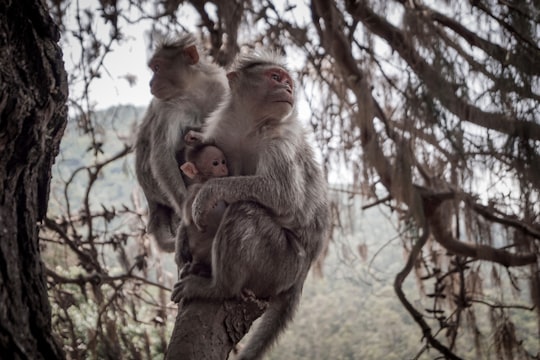 monkey sitting on tree branch during daytime in Ooty India