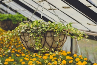 yellow flowers in a green metal cage