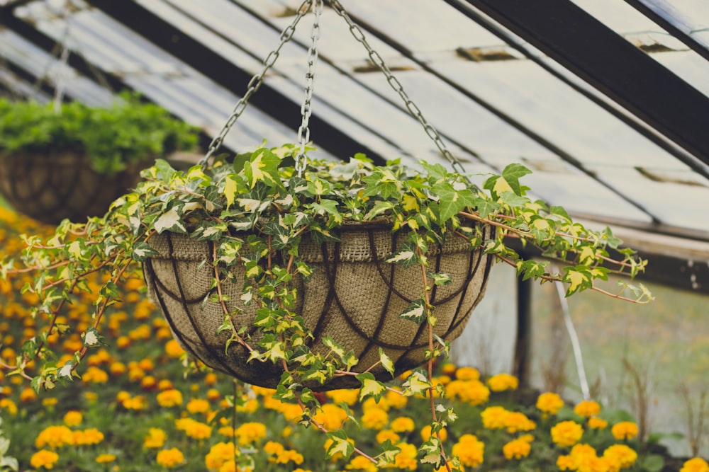 Gelbe Blüten in einem grünen Metallkäfig