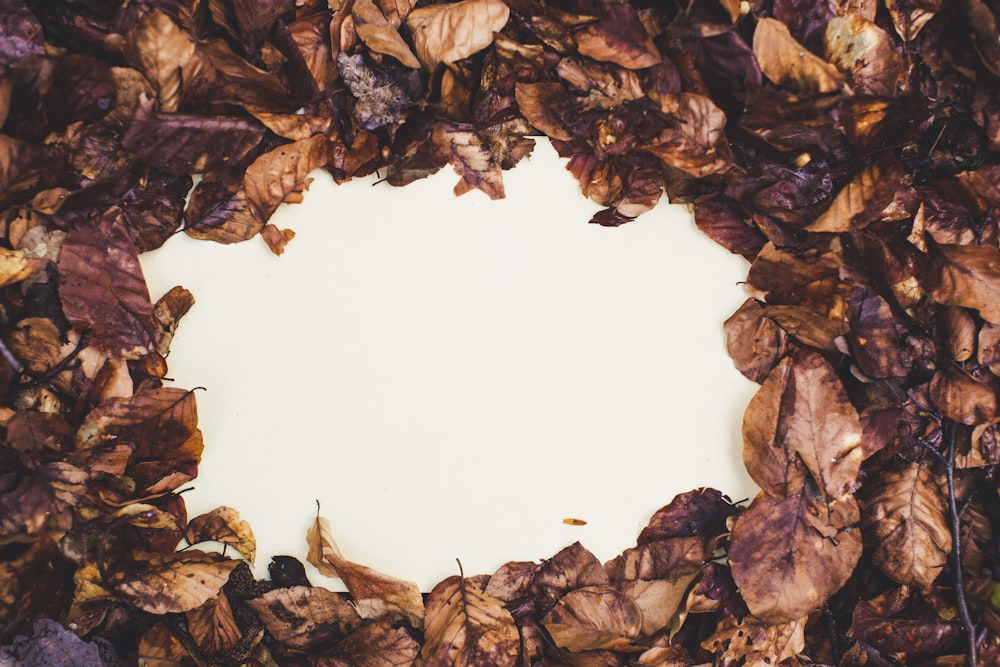 hojas marrones en una placa redonda blanca