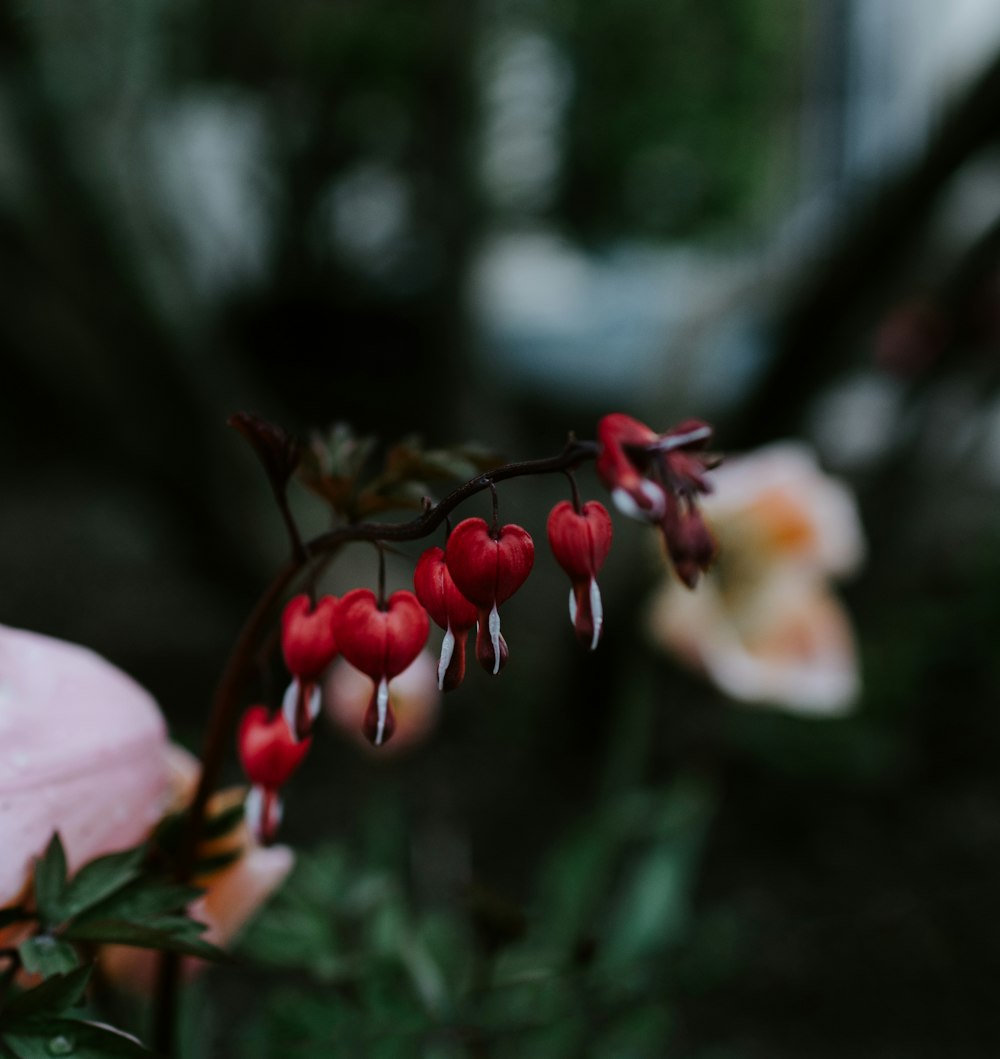 pink and white flower in tilt shift lens