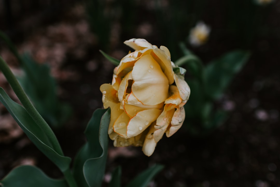 yellow rose in bloom during daytime