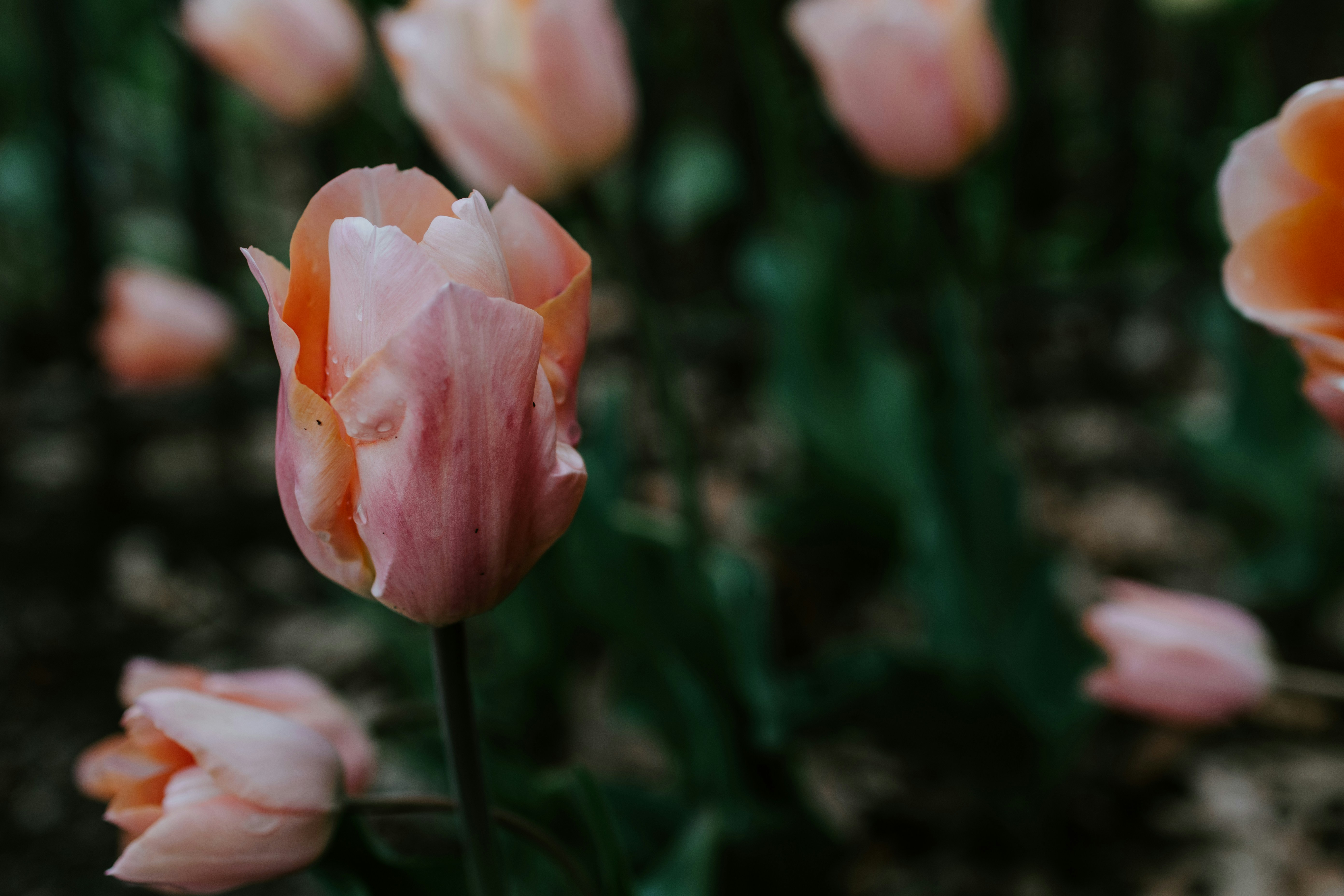 Photo by kellysikkema