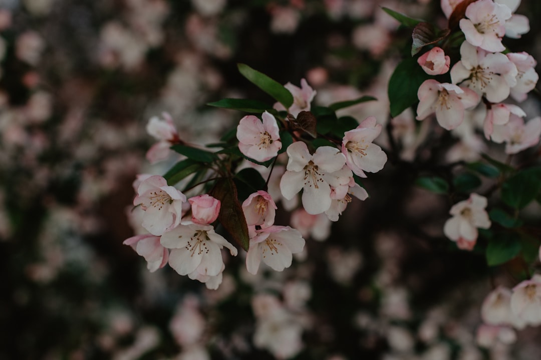 white and pink flowers in tilt shift lens