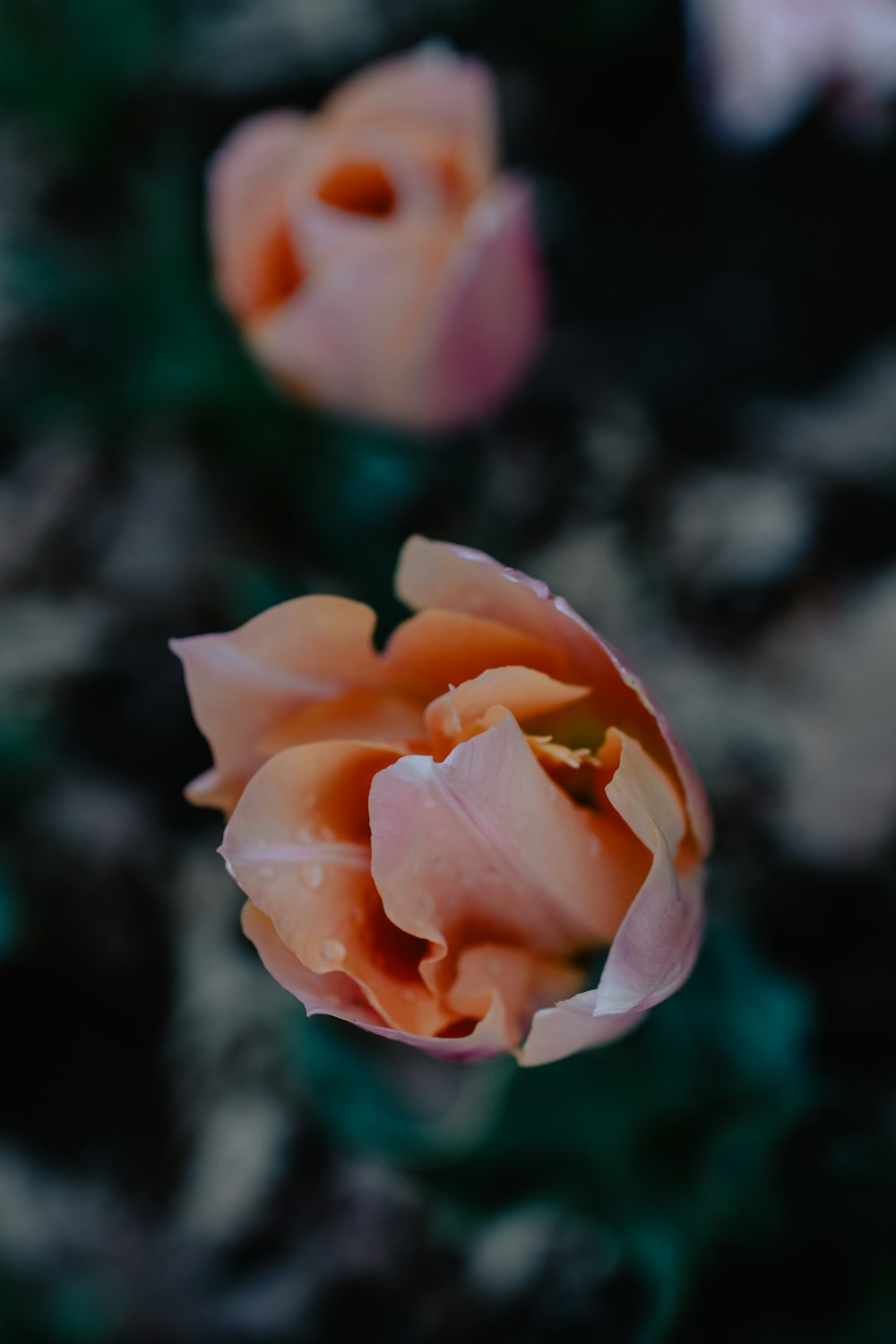 pink rose in bloom during daytime