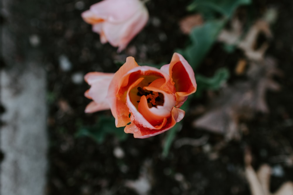 pink rose in bloom during daytime