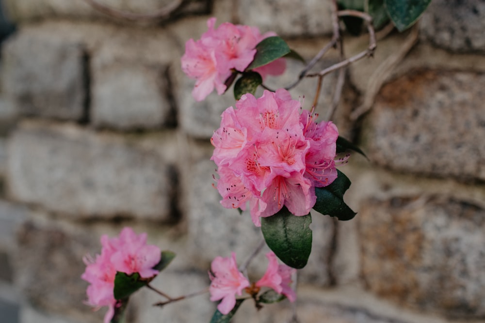 pink flower in tilt shift lens