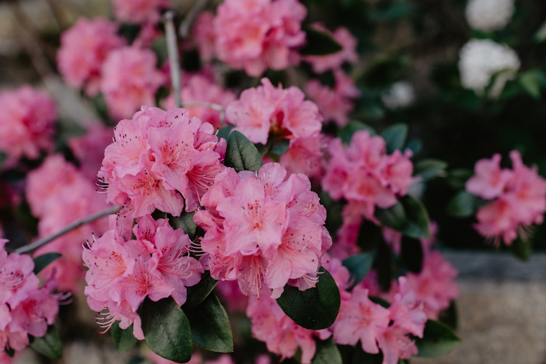 pink flowers in tilt shift lens