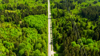 white and black bridge in the middle of green trees