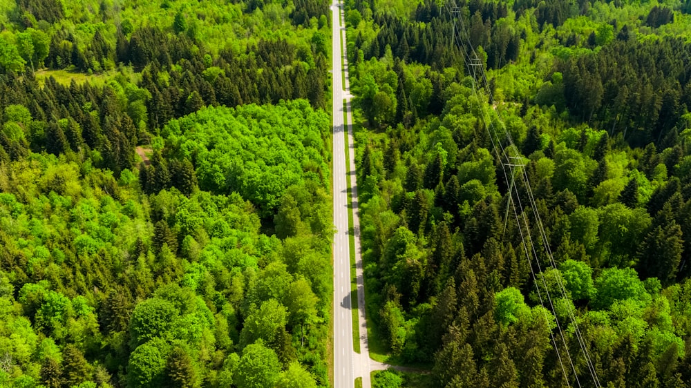 white and black bridge in the middle of green trees