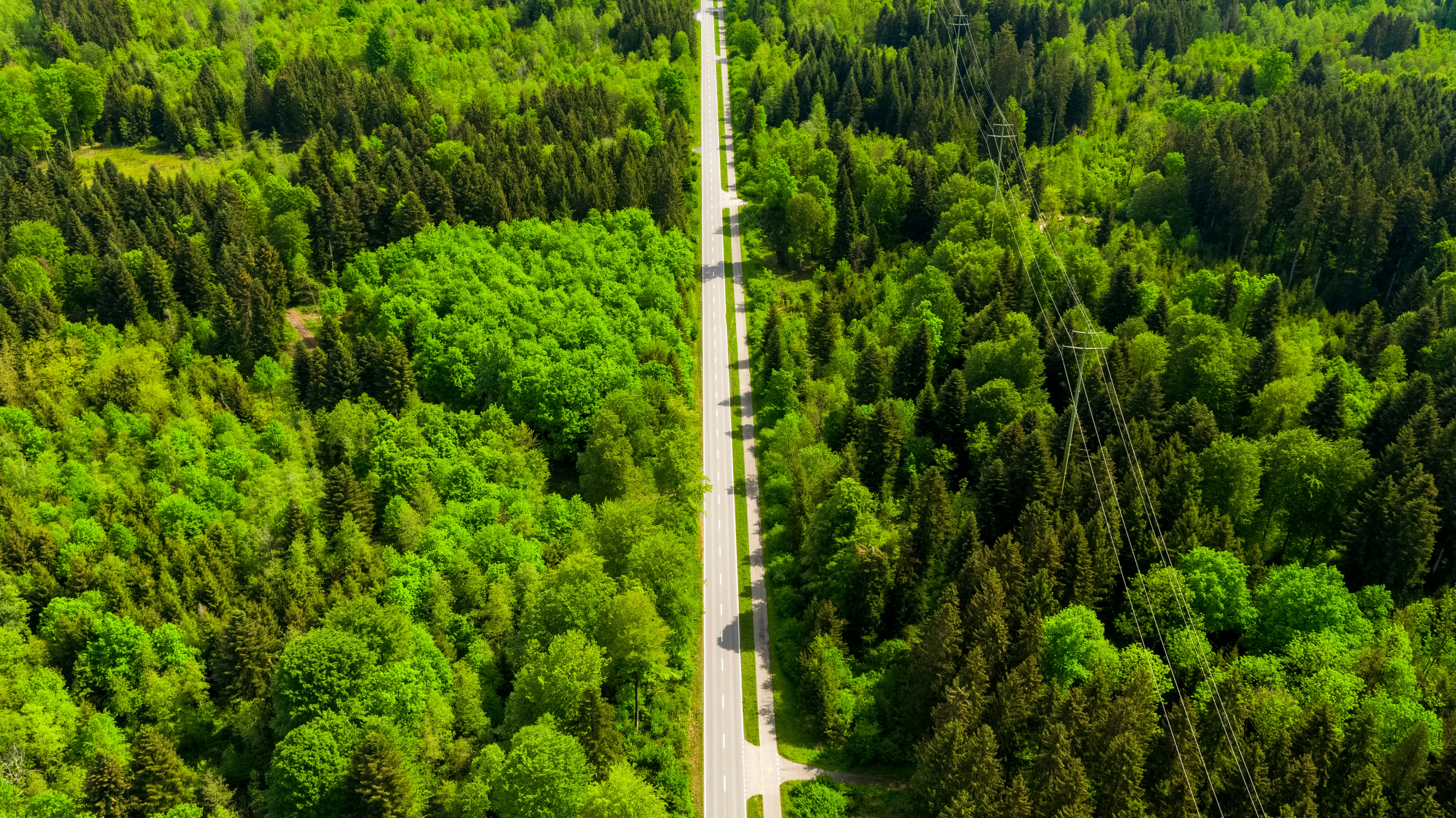 white and black bridge in the middle of green trees