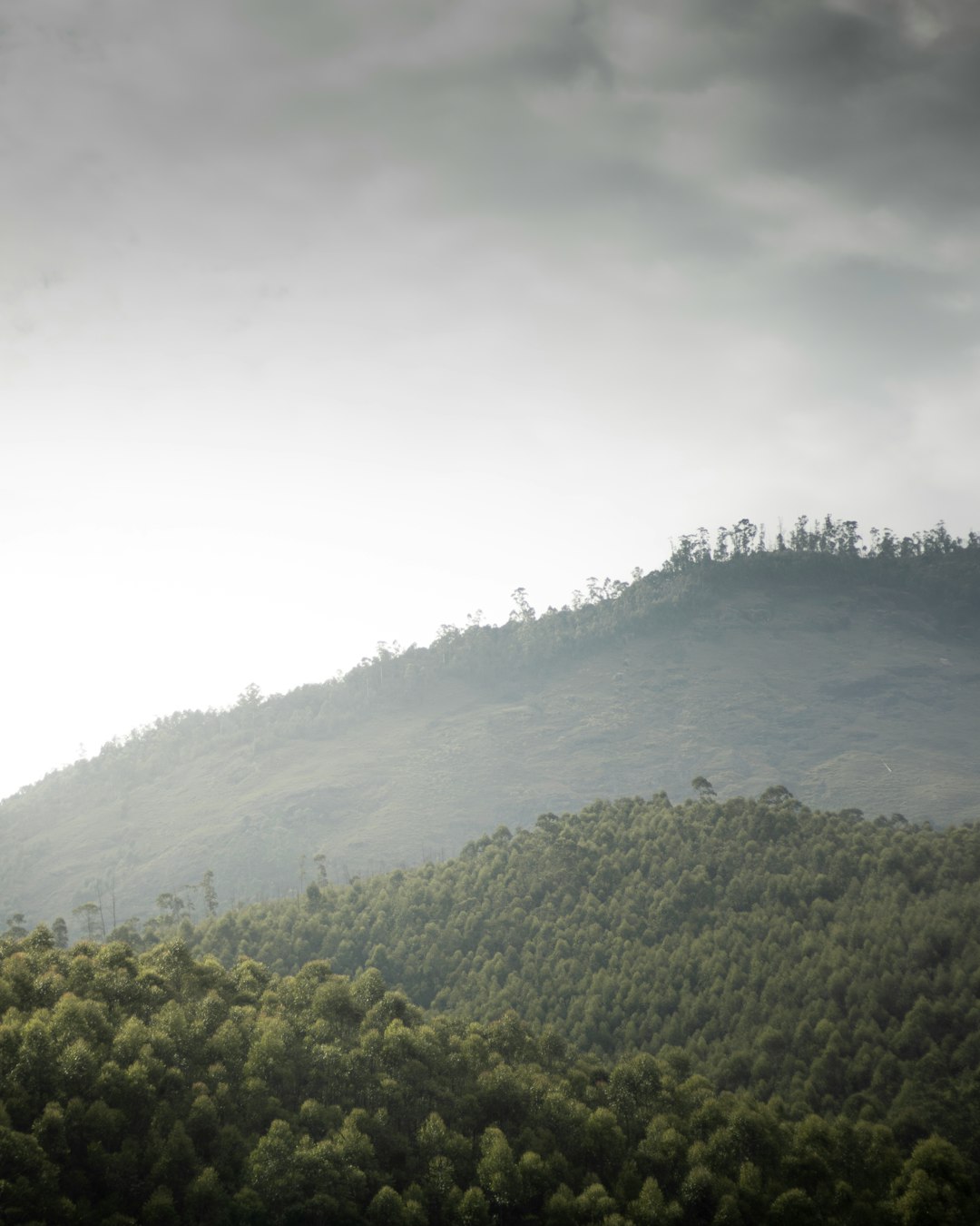 travelers stories about Hill station in Munnar, India