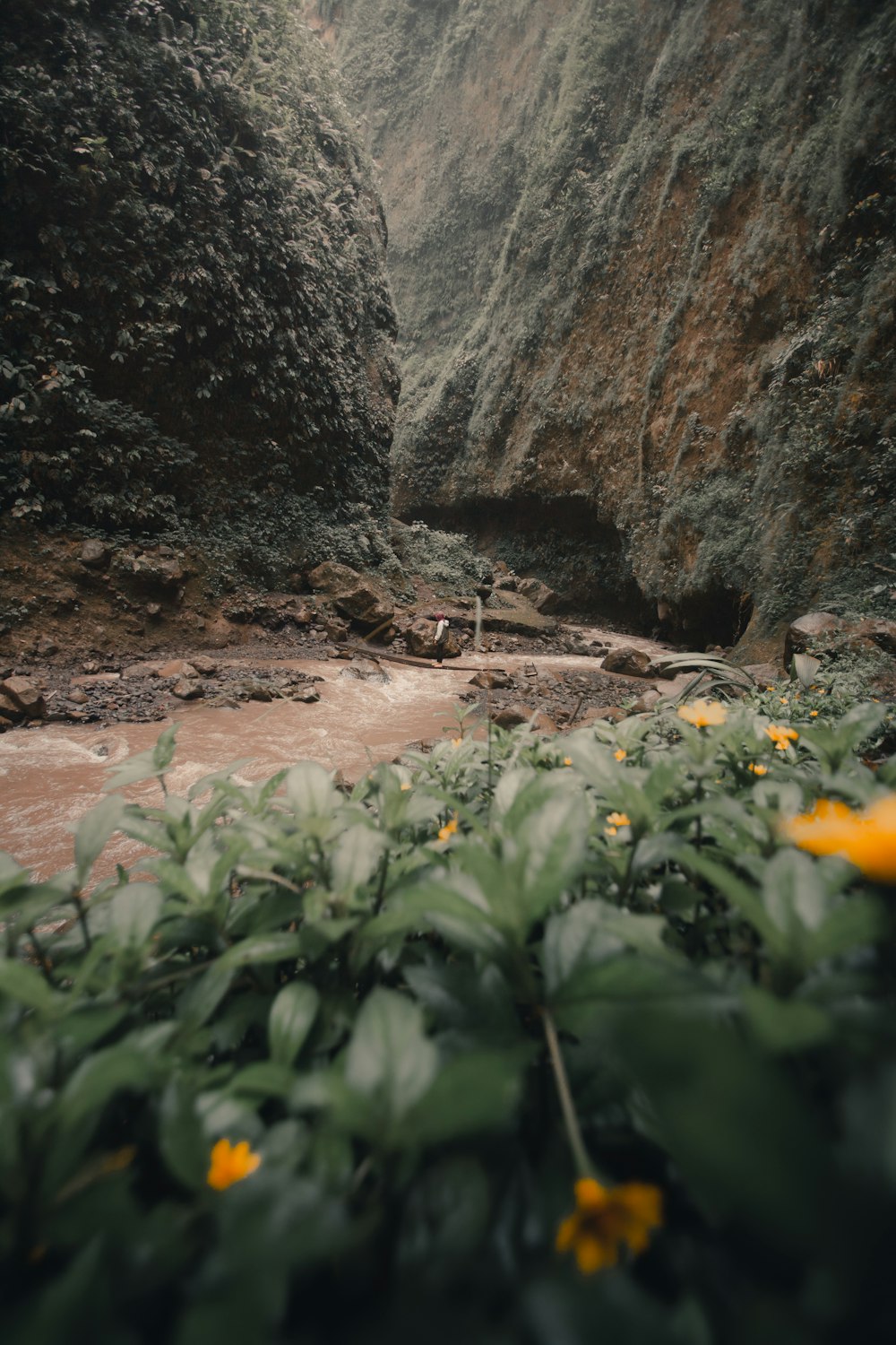 green plants on brown rocky mountain during daytime