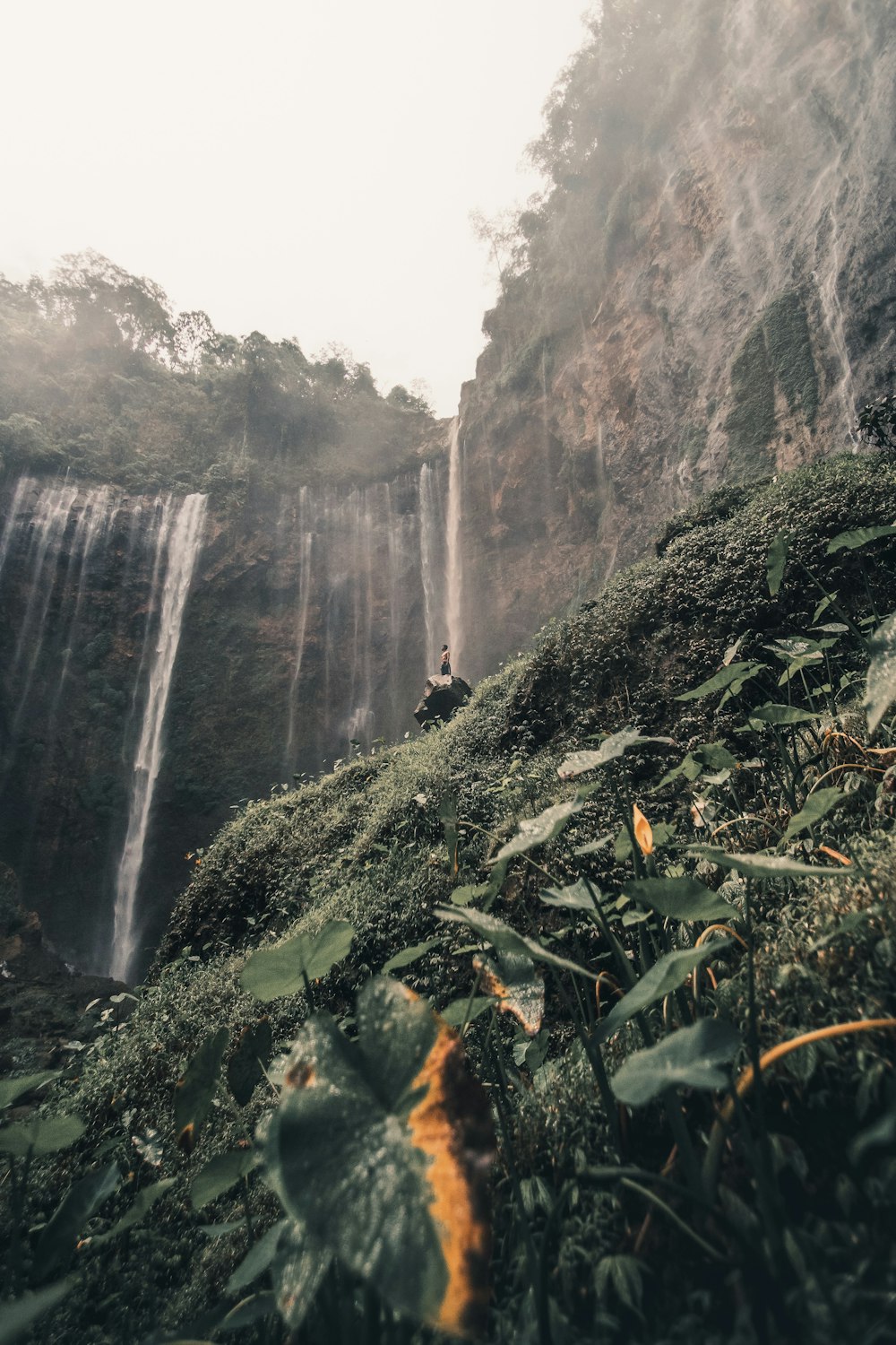 water falls in the middle of the forest